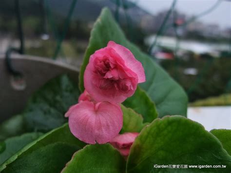 海棠開花|園藝達人栽培術：四季海棠